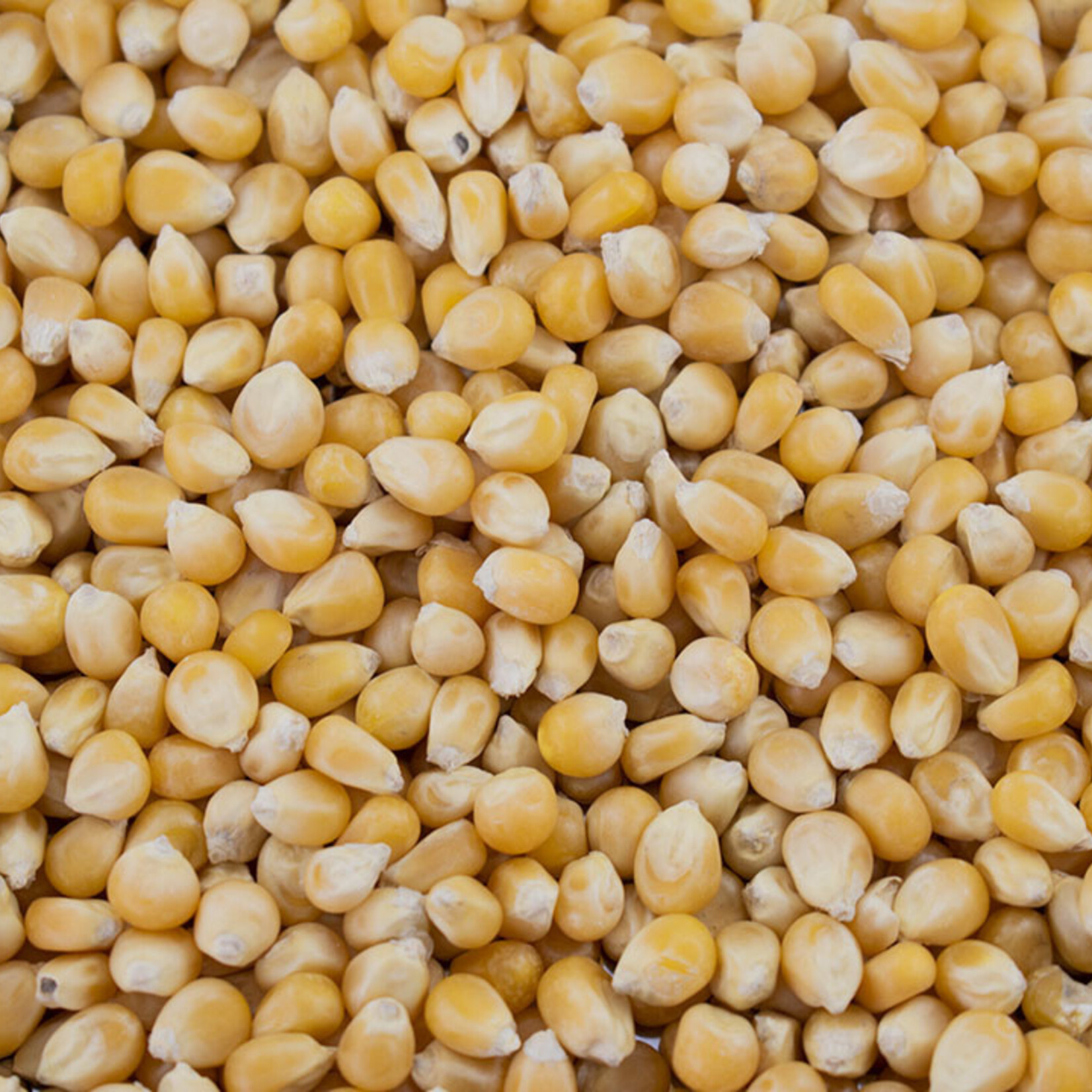 Popcorn