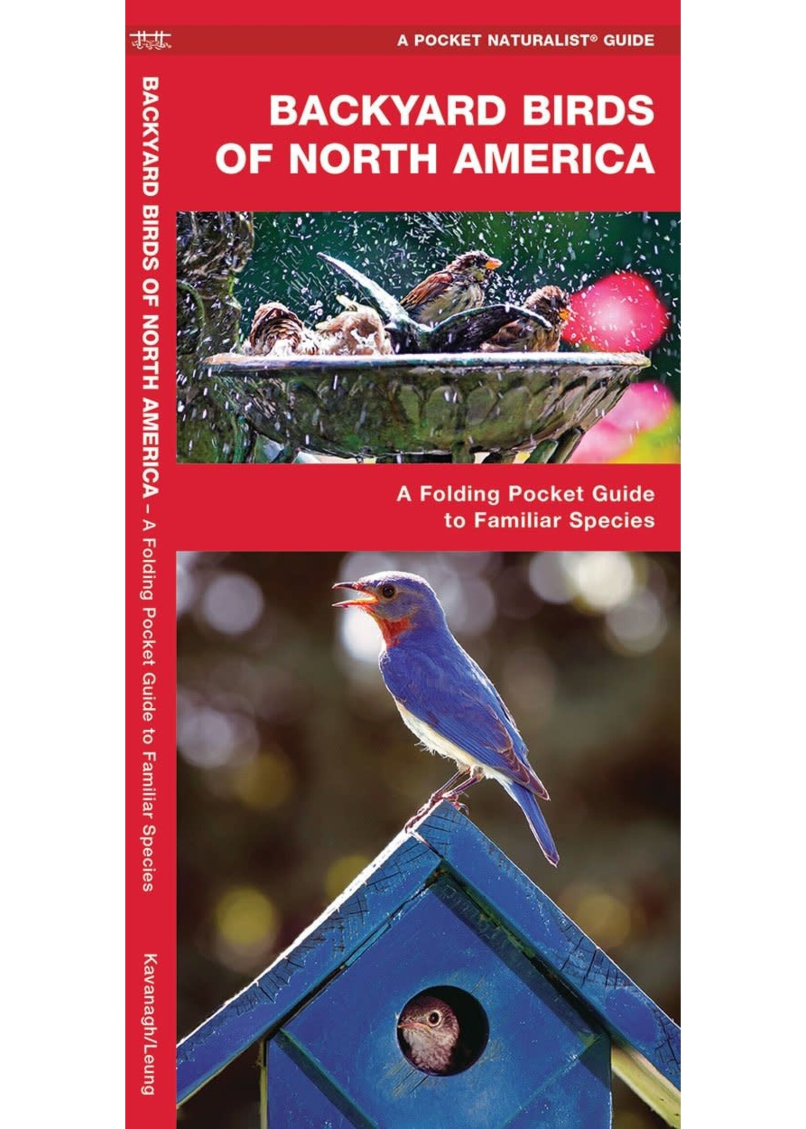 Backyard Birds of North America: A Folding Pocket Guide to Familiar Species