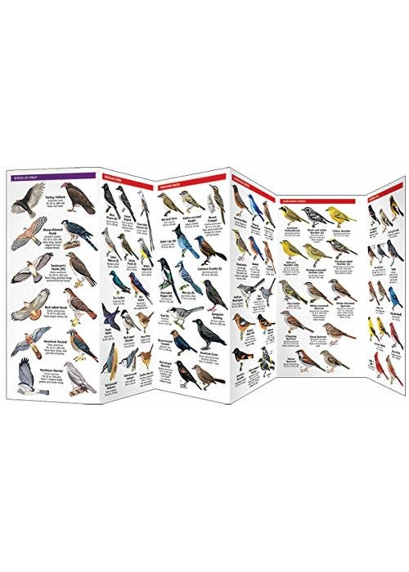 Backyard Birds of North America: A Folding Pocket Guide to Familiar Species