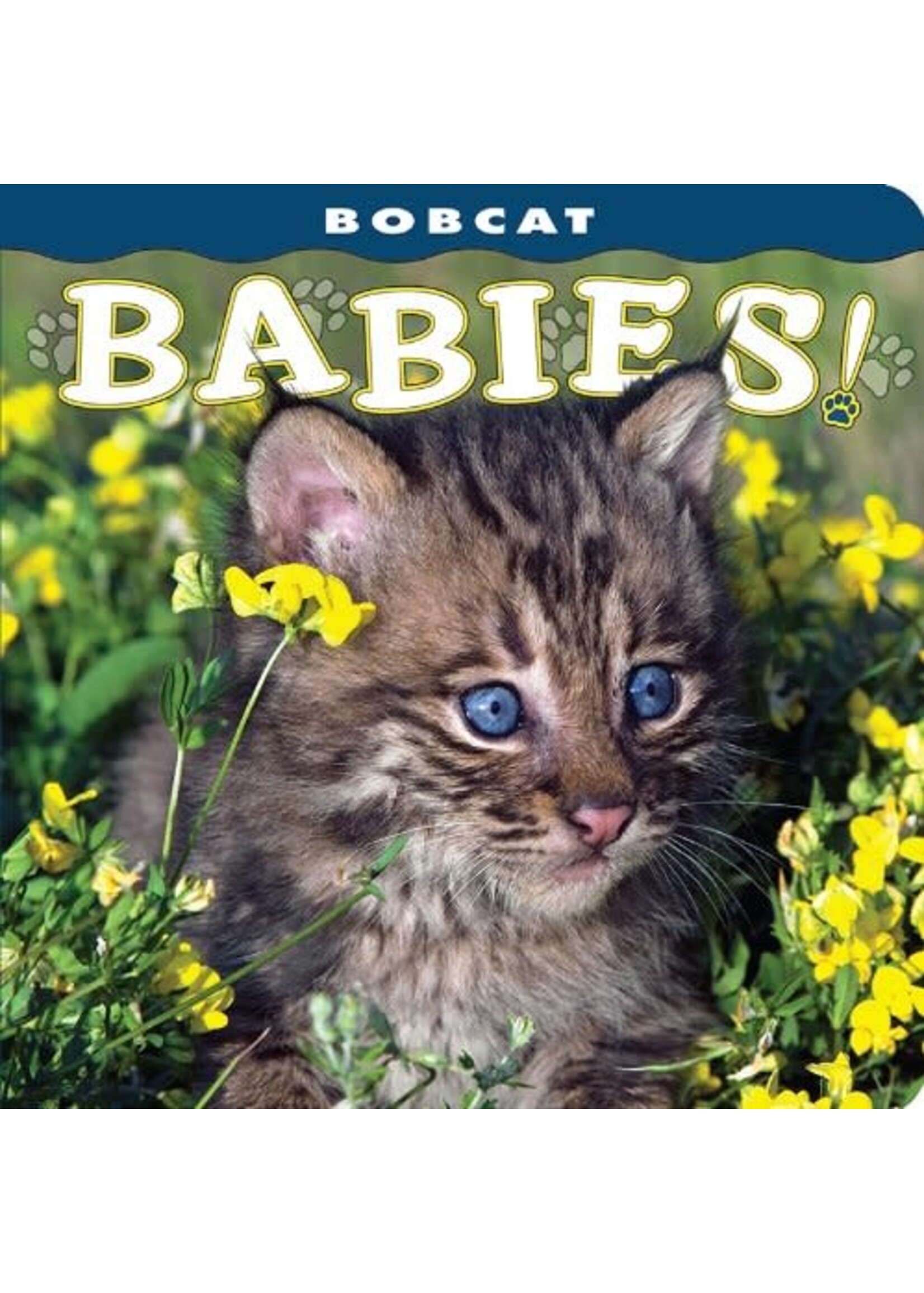 Bobcat Babies