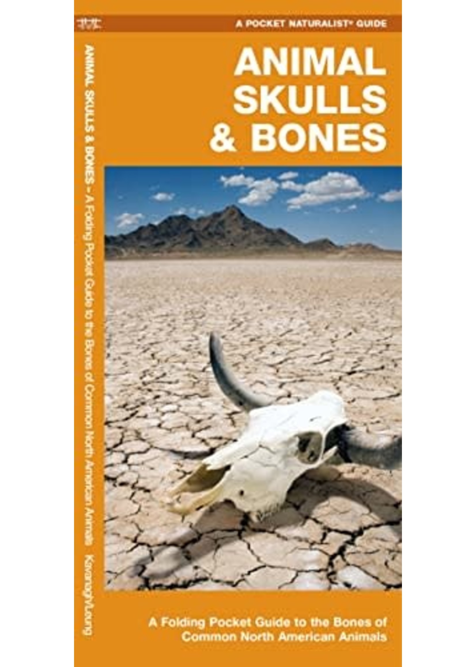 Animal Skulls & Bones Guide