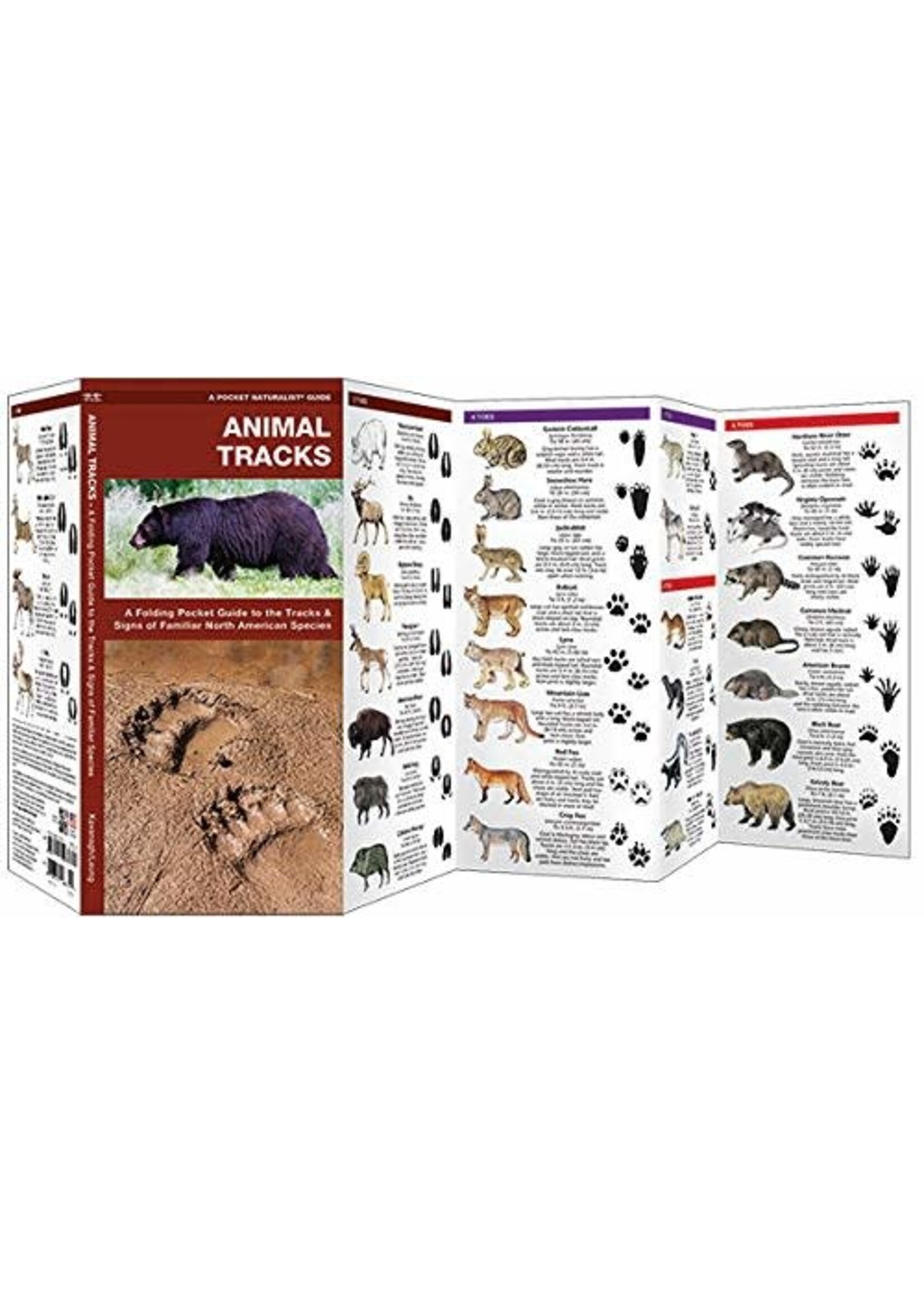 Animal Tracks: A Folding Pocket Guide