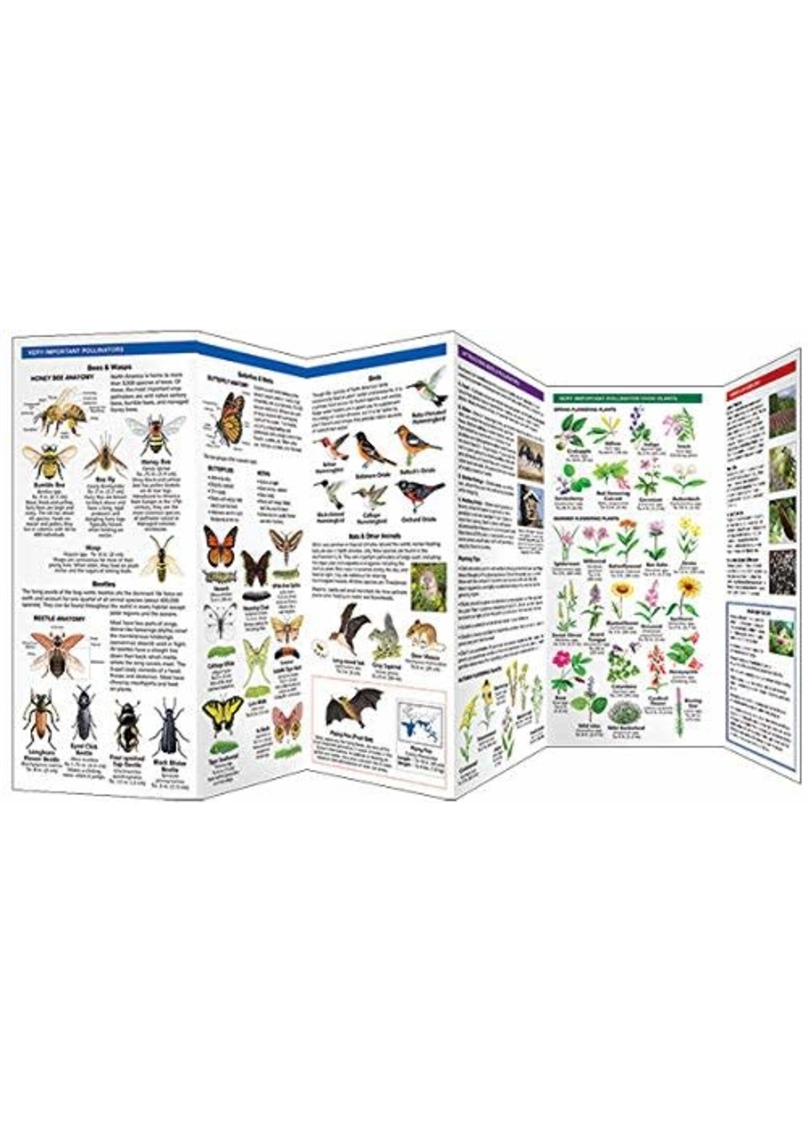 Bees & Other Pollinators: A Folding Pocket Guide to Familiar Species