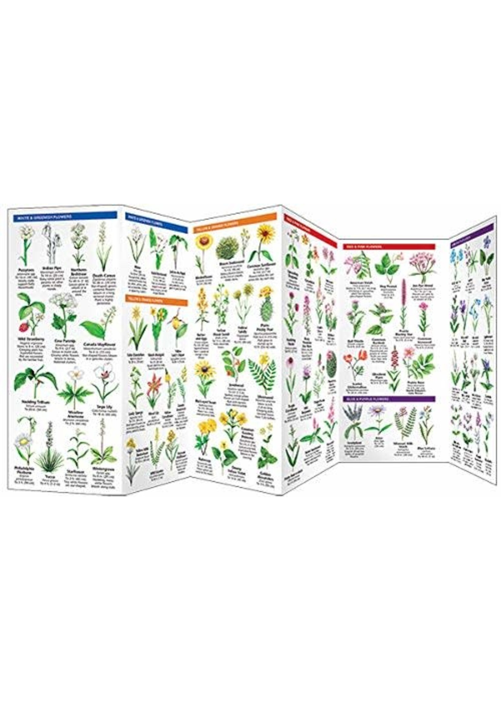North Dakota Trees & Wildflowers: A Folding Pocket Guide to Familiar Plants