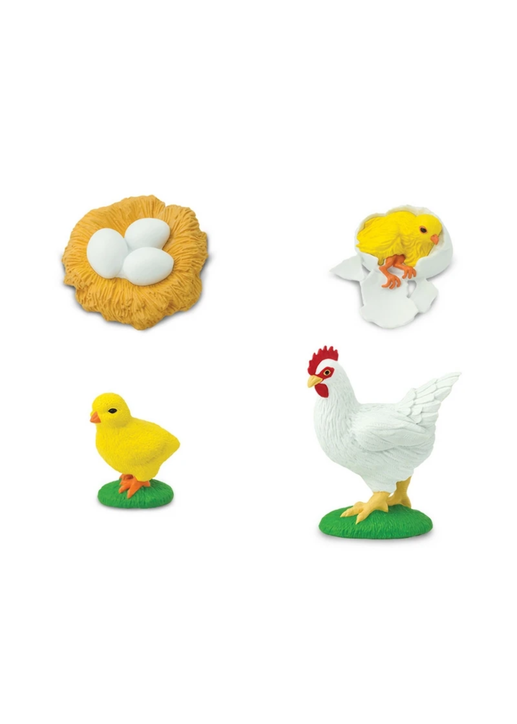 Life Cycle of a Chicken