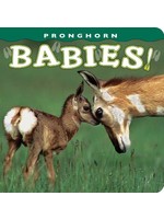 Pronghorn Babies!