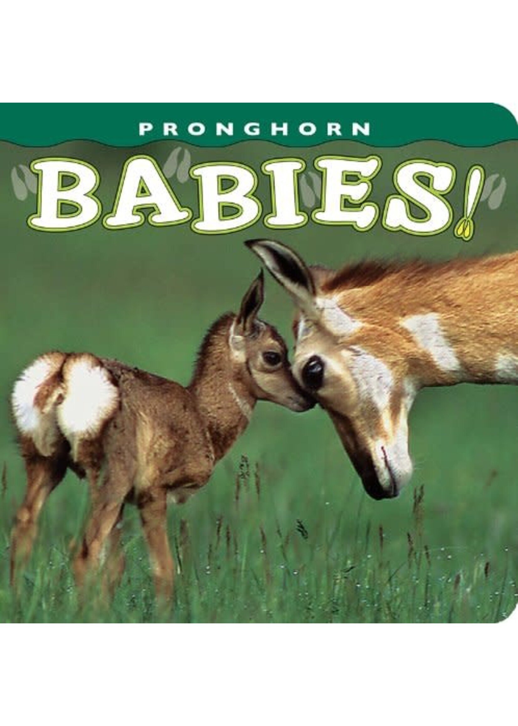 Pronghorn Babies!