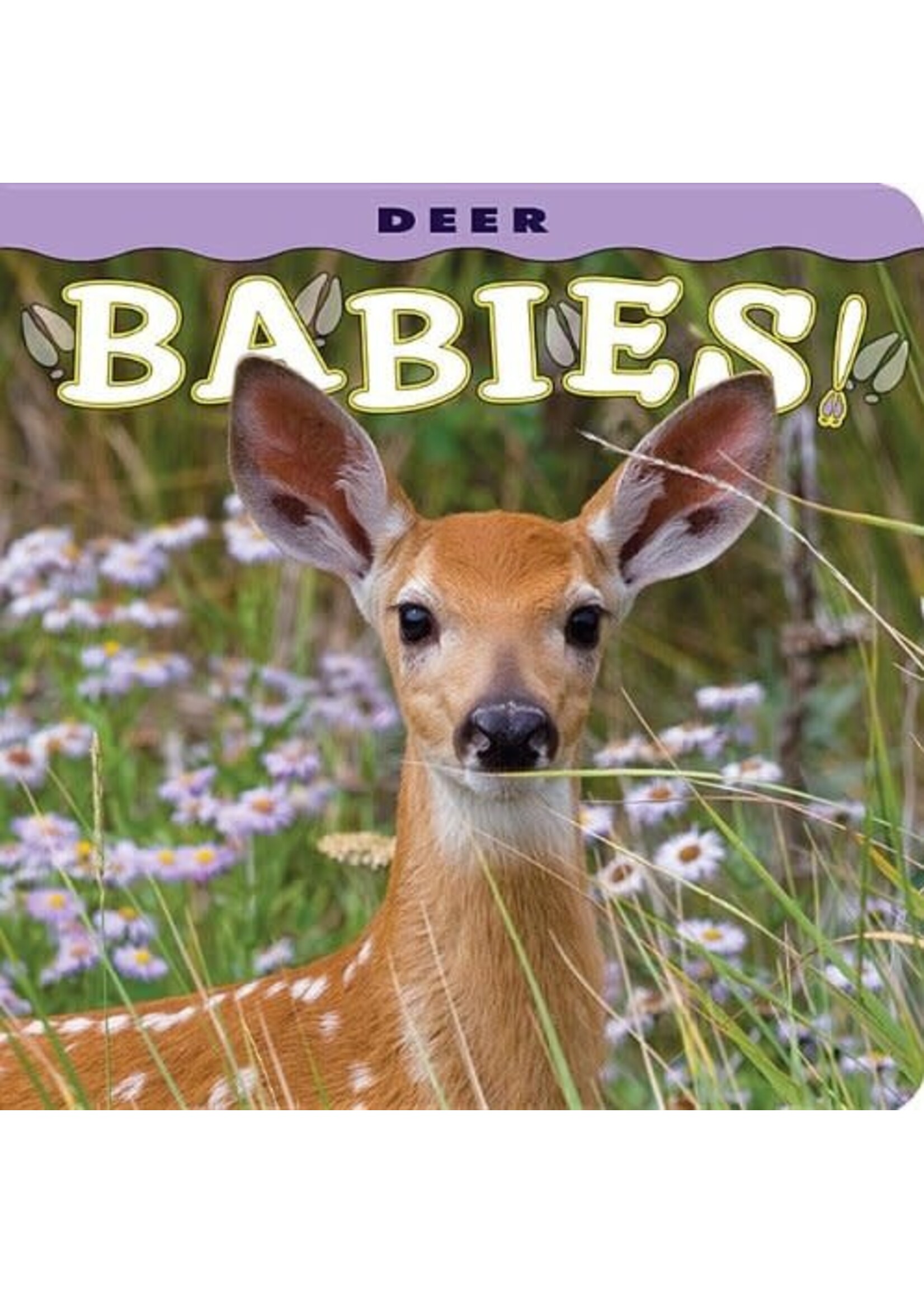 Deer Babies!