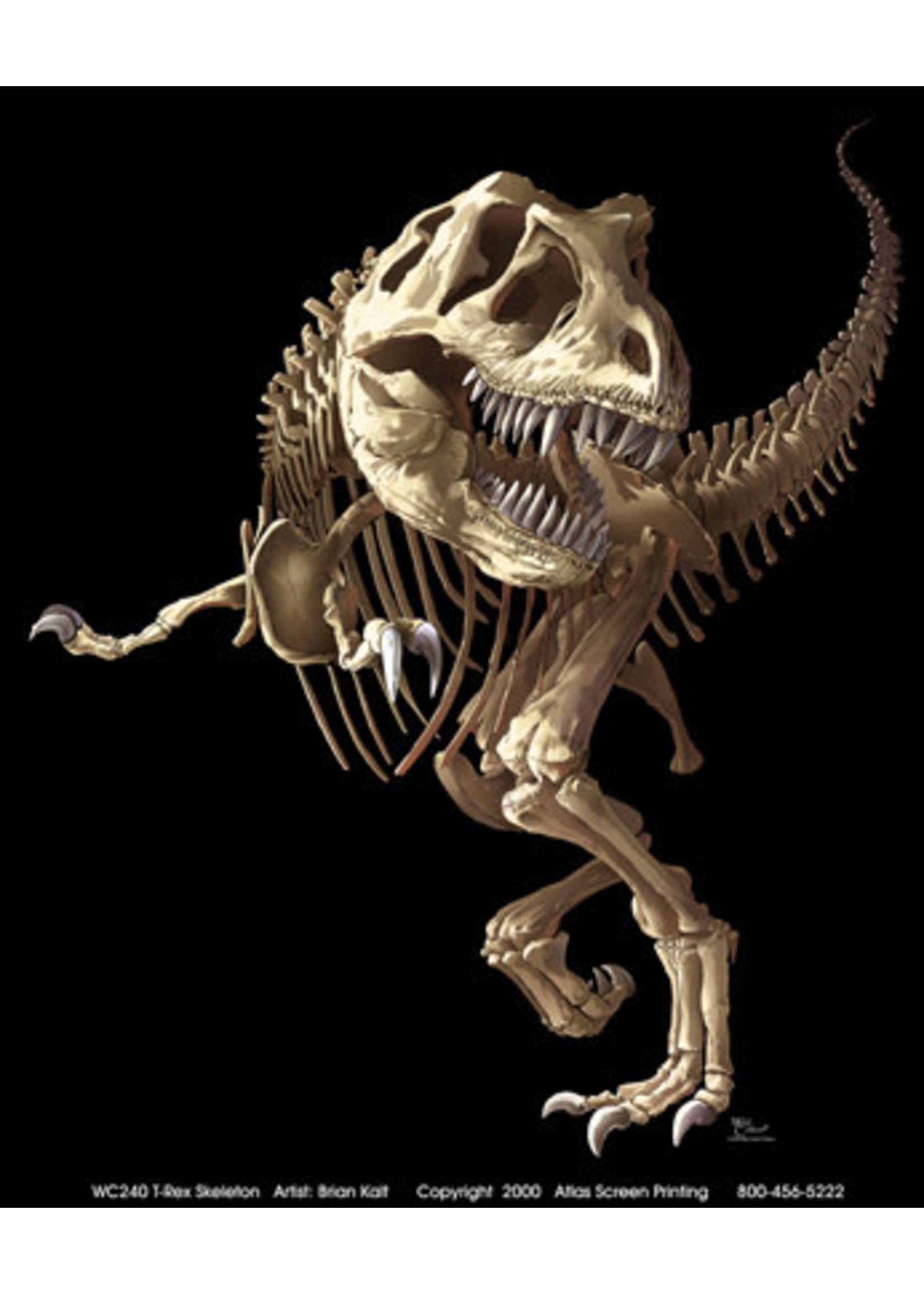 Wild Cotton T-Rex Skeleton Youth Tee