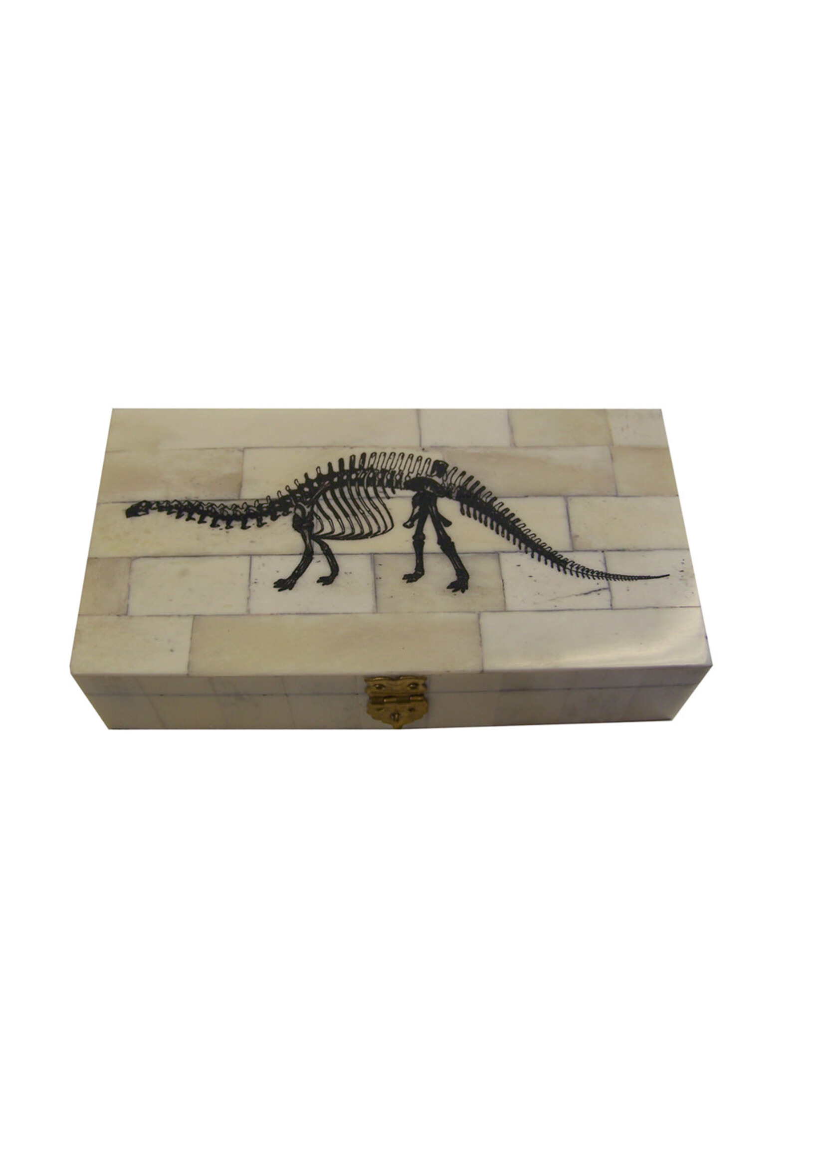 Bone Box: Brontosaurus 6.25"