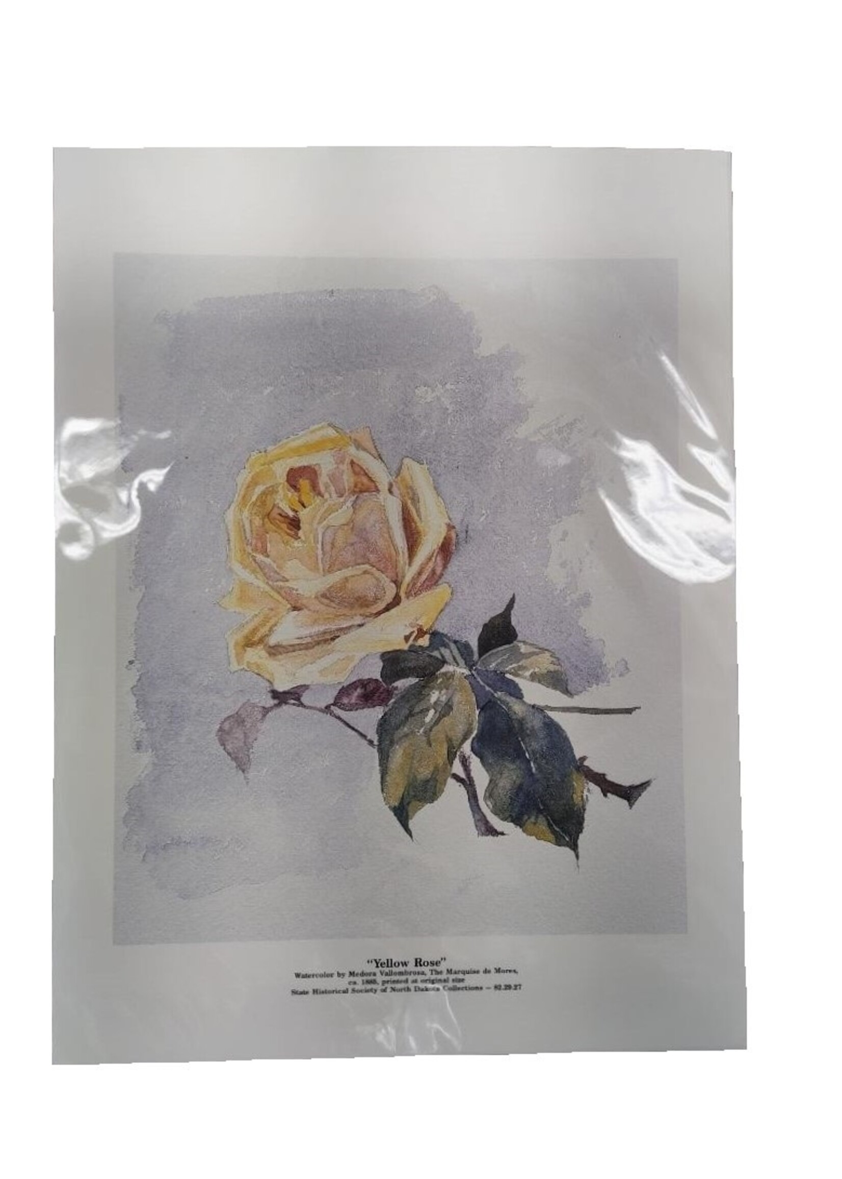 Yellow Rose Print: Medora