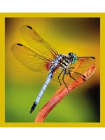 Dragonfly - Magnetic Bookmark