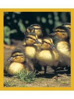 Ducklings - Magnetic Bookmark