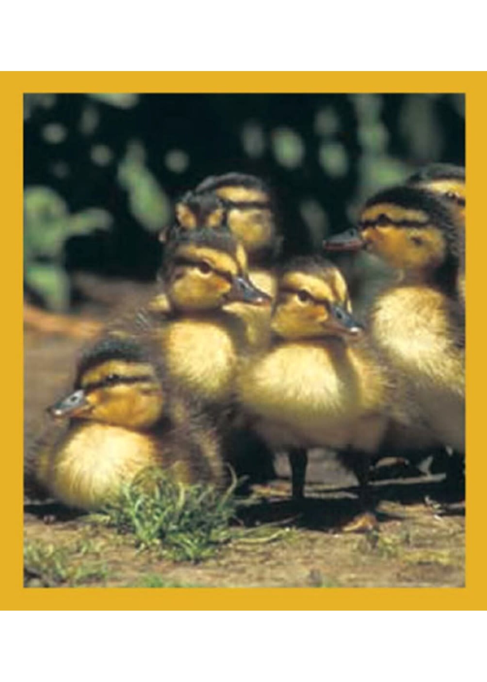 Ducklings - Magnetic Bookmark