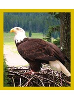 Eagle Nesting - Magnetic Bookmark