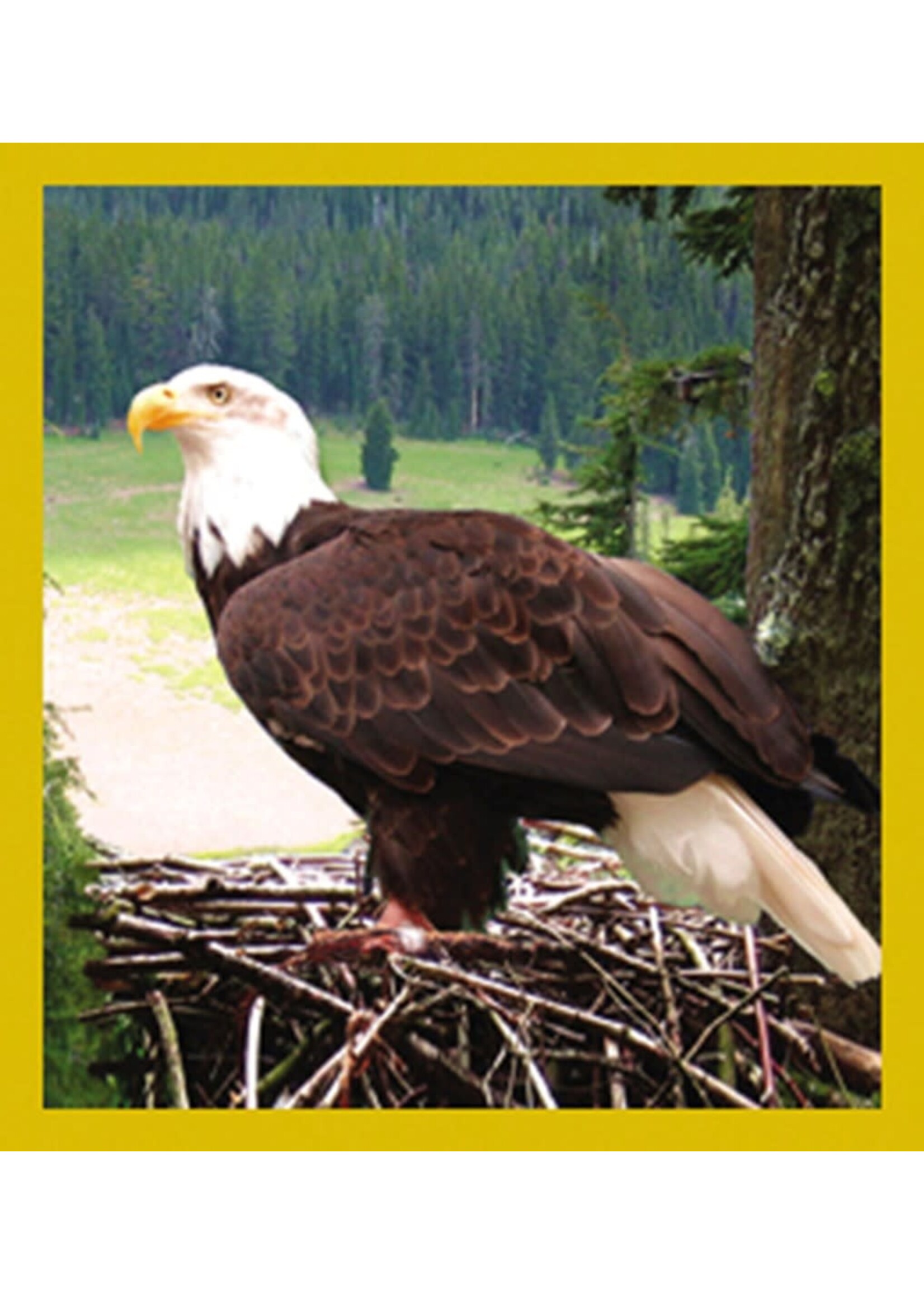 Eagle Nesting - Magnetic Bookmark