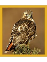 Redtail Hawk - Magnetic Bookmark