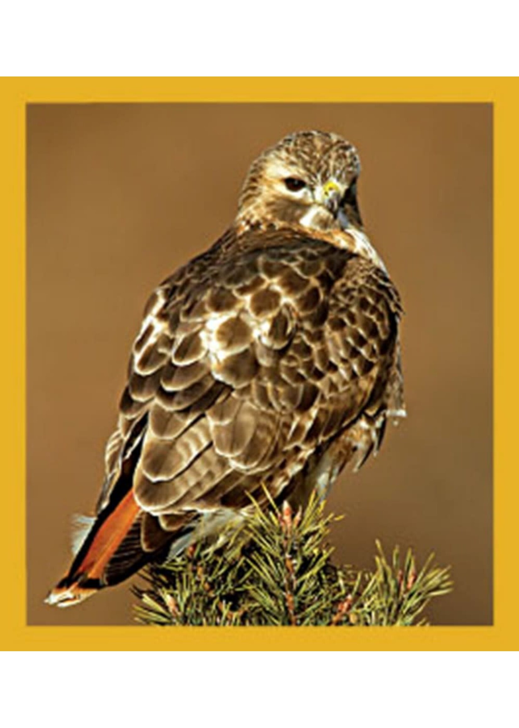 Redtail Hawk - Magnetic Bookmark