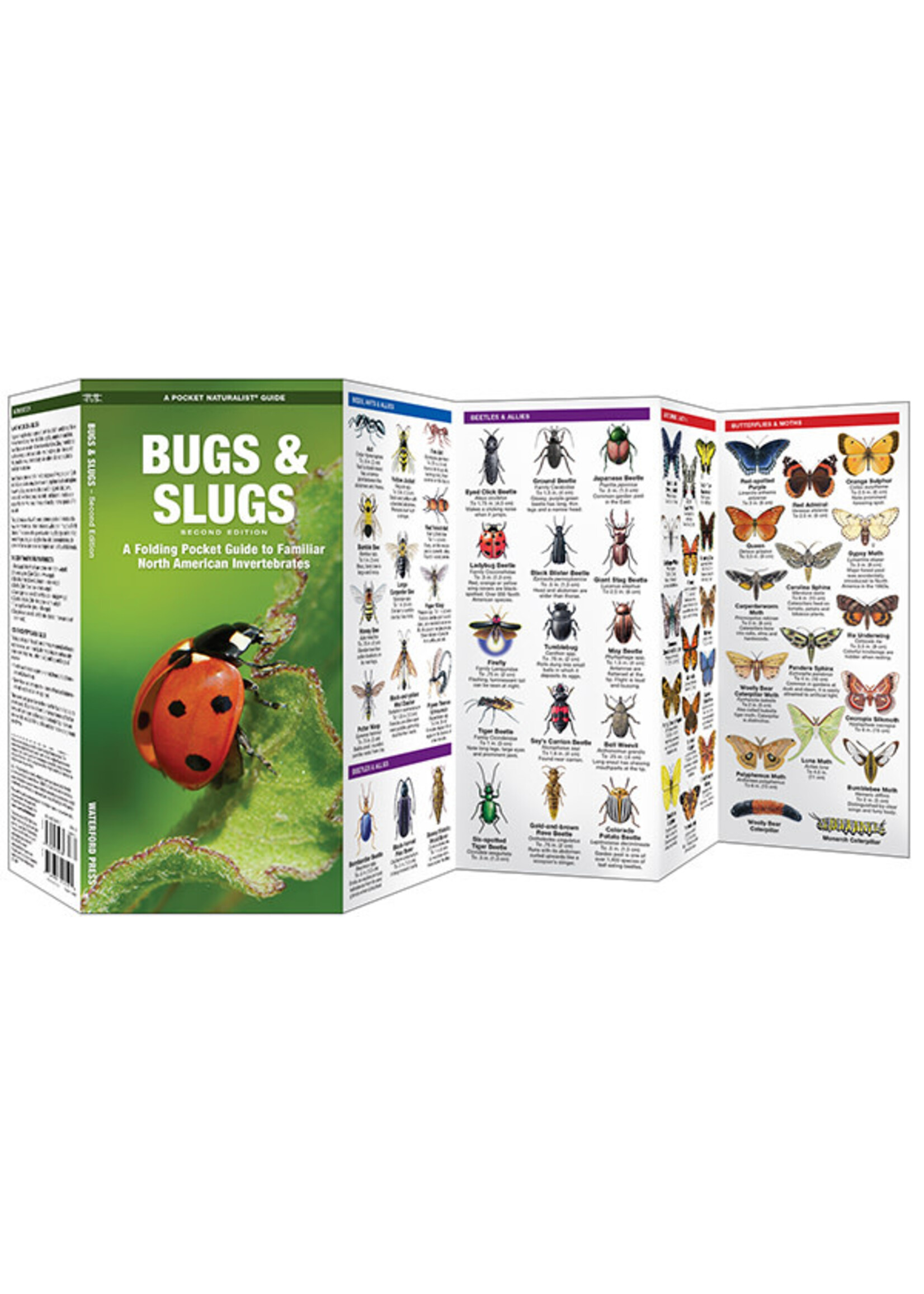 Bugs & Slugs A Folding Pocket Guide to Familiar North American Invertebrates
