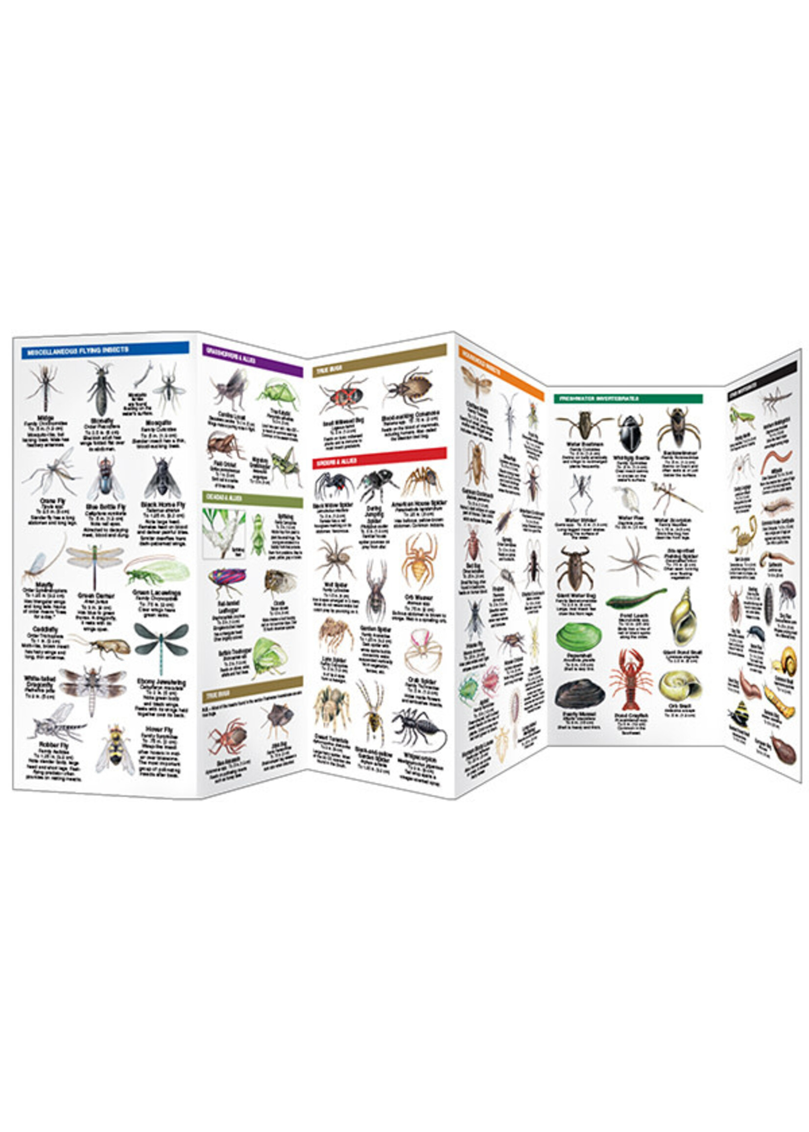 Bugs & Slugs A Folding Pocket Guide to Familiar North American Invertebrates