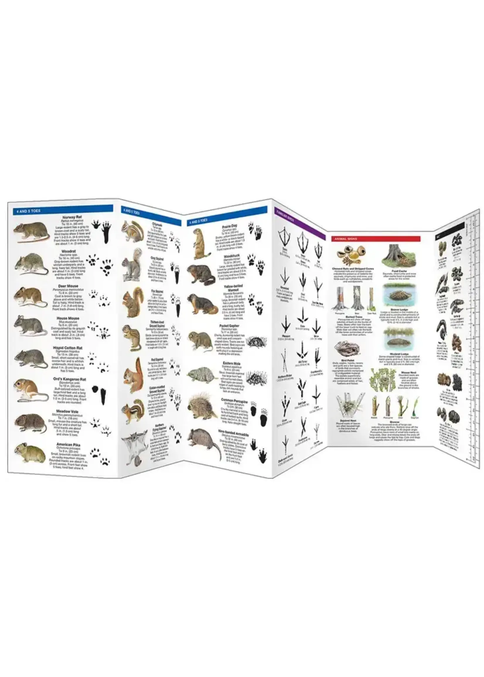 Animal Tracks: A Folding Pocket Guide