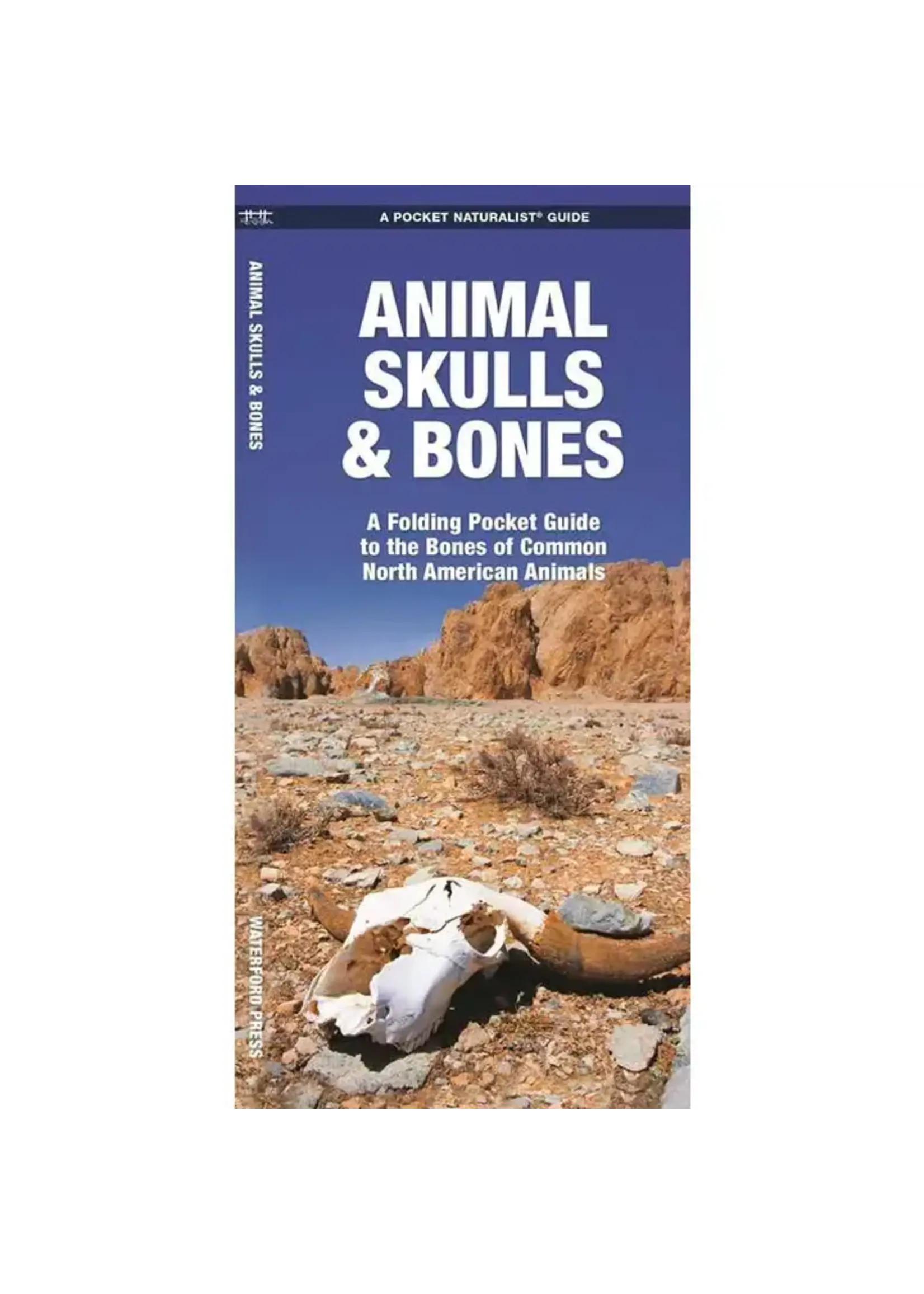 Animal Skulls & Bones Guide
