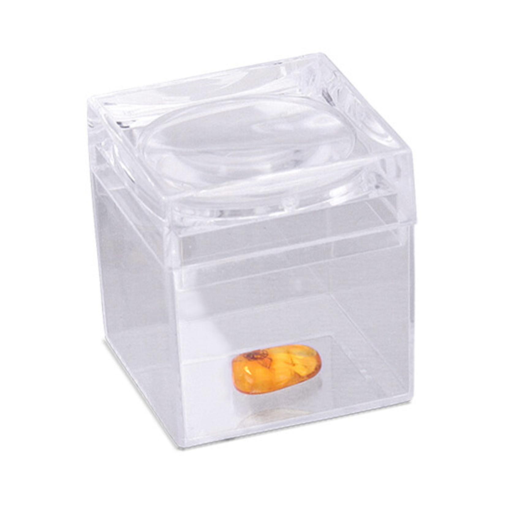 Amber Amber Bug Fossil Box