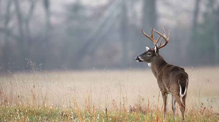 Essential Deer Hunting Gear