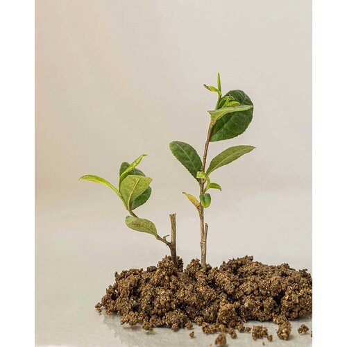 Beauty of Joseon Calming Serum : Green Tea + Panthenol 30mL Beauty of Joseon Calming Serum : Green Tea + Panthenol 30mL