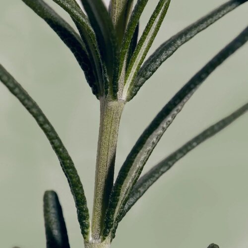 AROMATICA Rosemary Root Enhancer 100mL AROMATICA Rosemary Root Enhancer 100mL