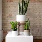 Plants