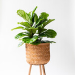 Pots & Planters