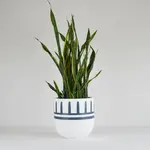 Common House -  Reign Pot