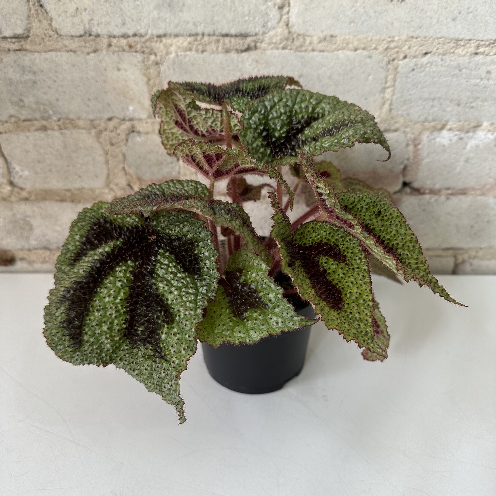 Begonia Rex Iron Cross 5"