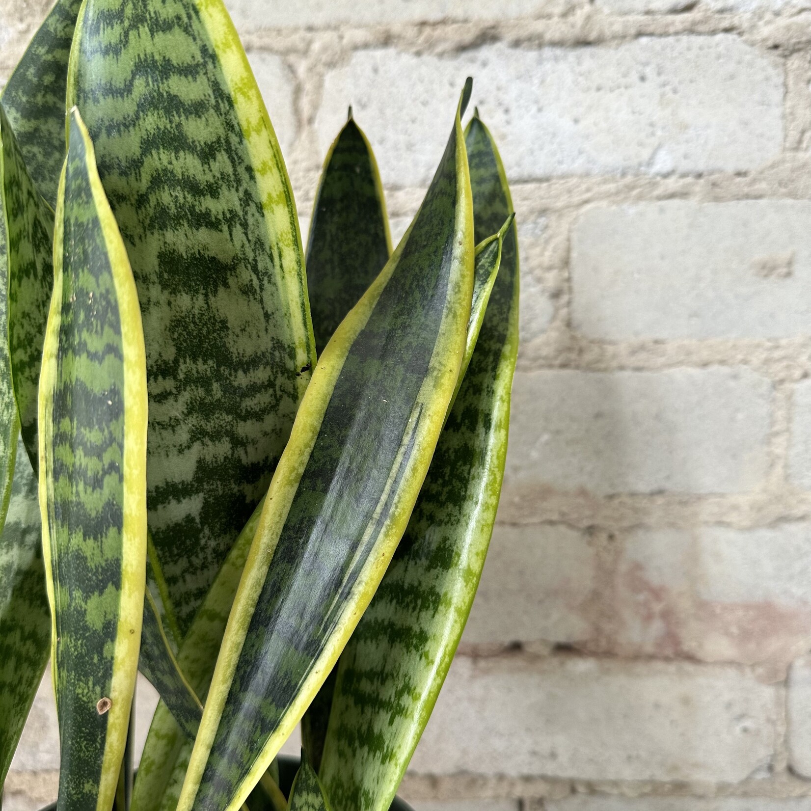 Sansevieria Laurentii 6"