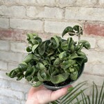 Hoya Compacta Green Rope 6"