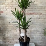 Dracaena Yucca Cane 14" TALL