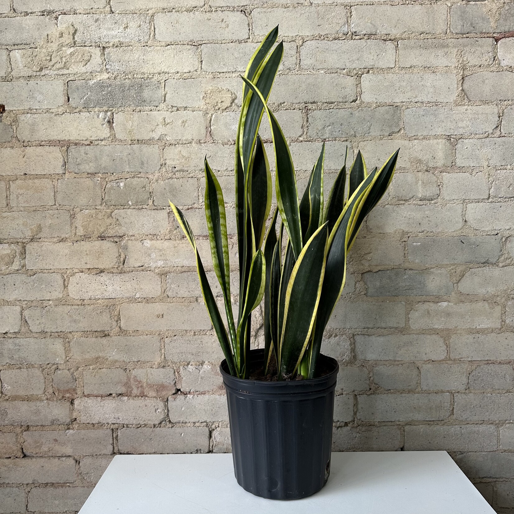 Sansevieria Black and Gold 8"