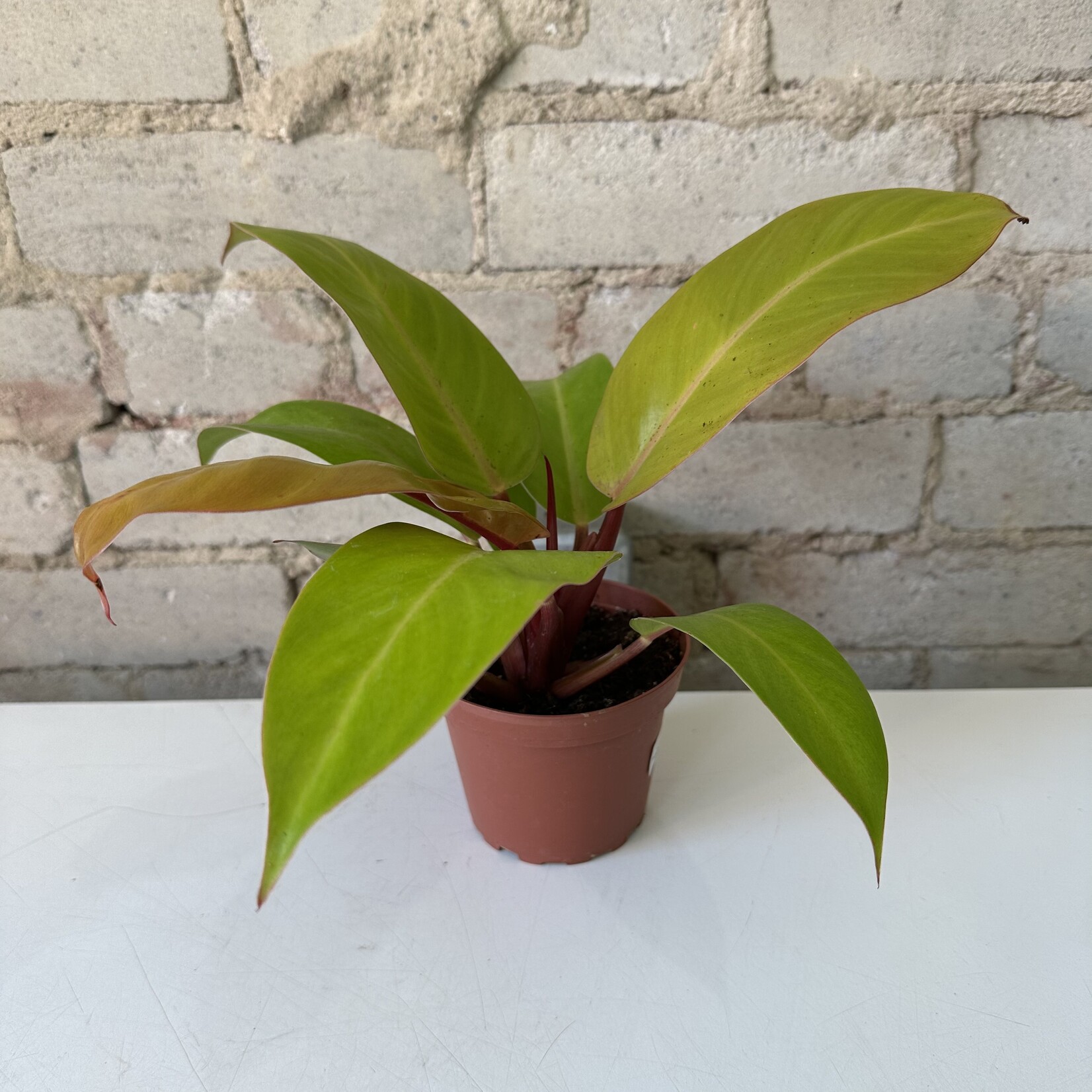 Philodendron Prince of Orange 4"