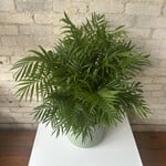 Parlour Palm - Neanthe Bella 8”