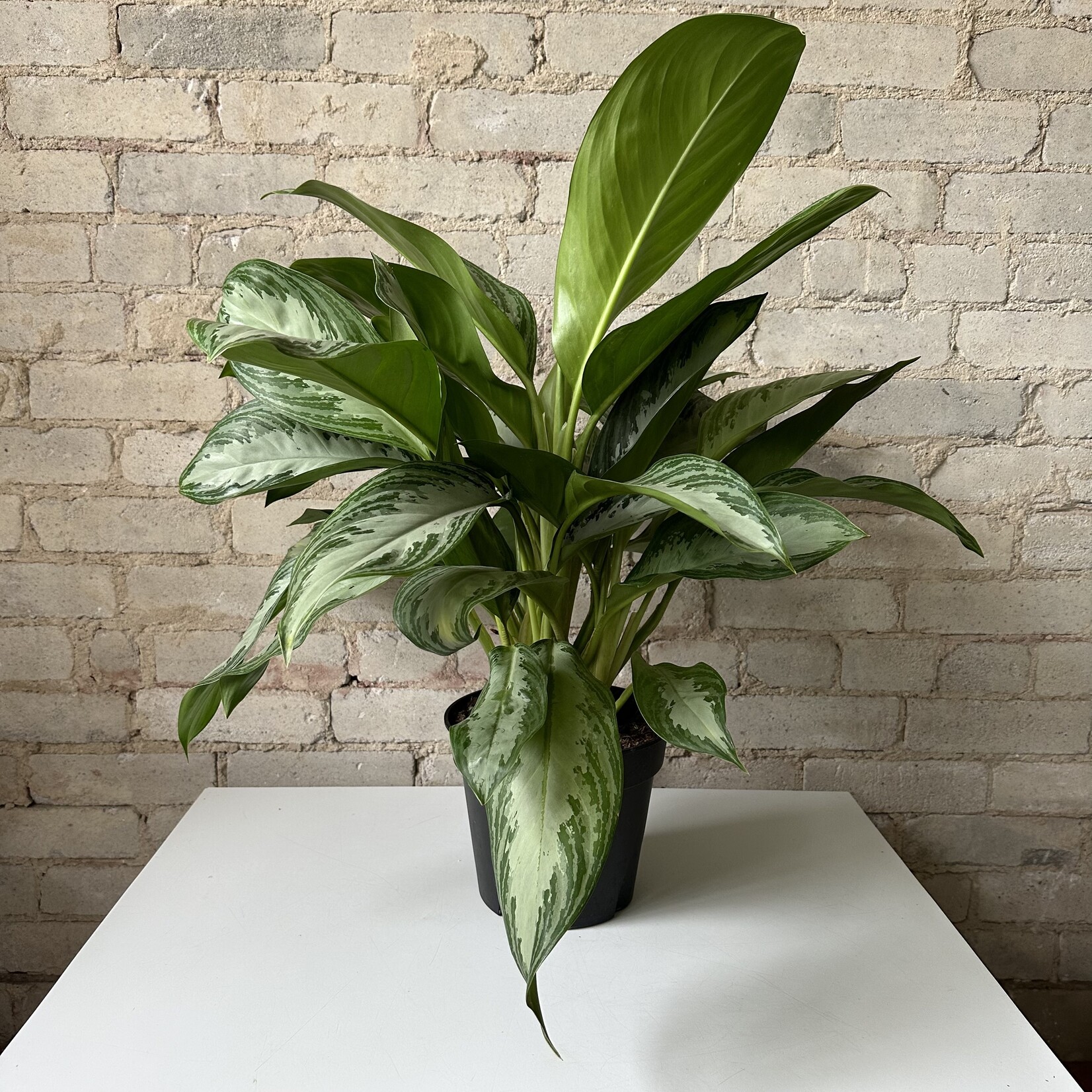 Aglaonema Silver Bay 8"