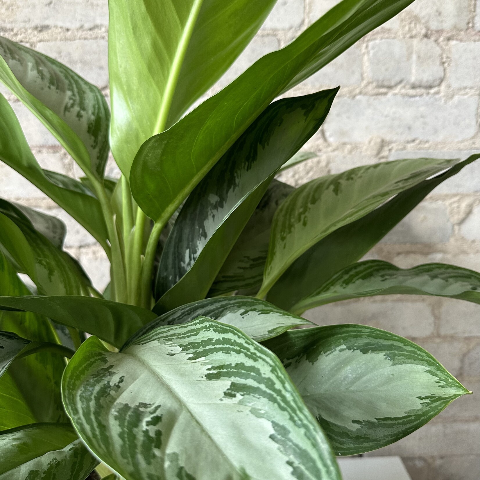 Aglaonema Silver Bay 8"