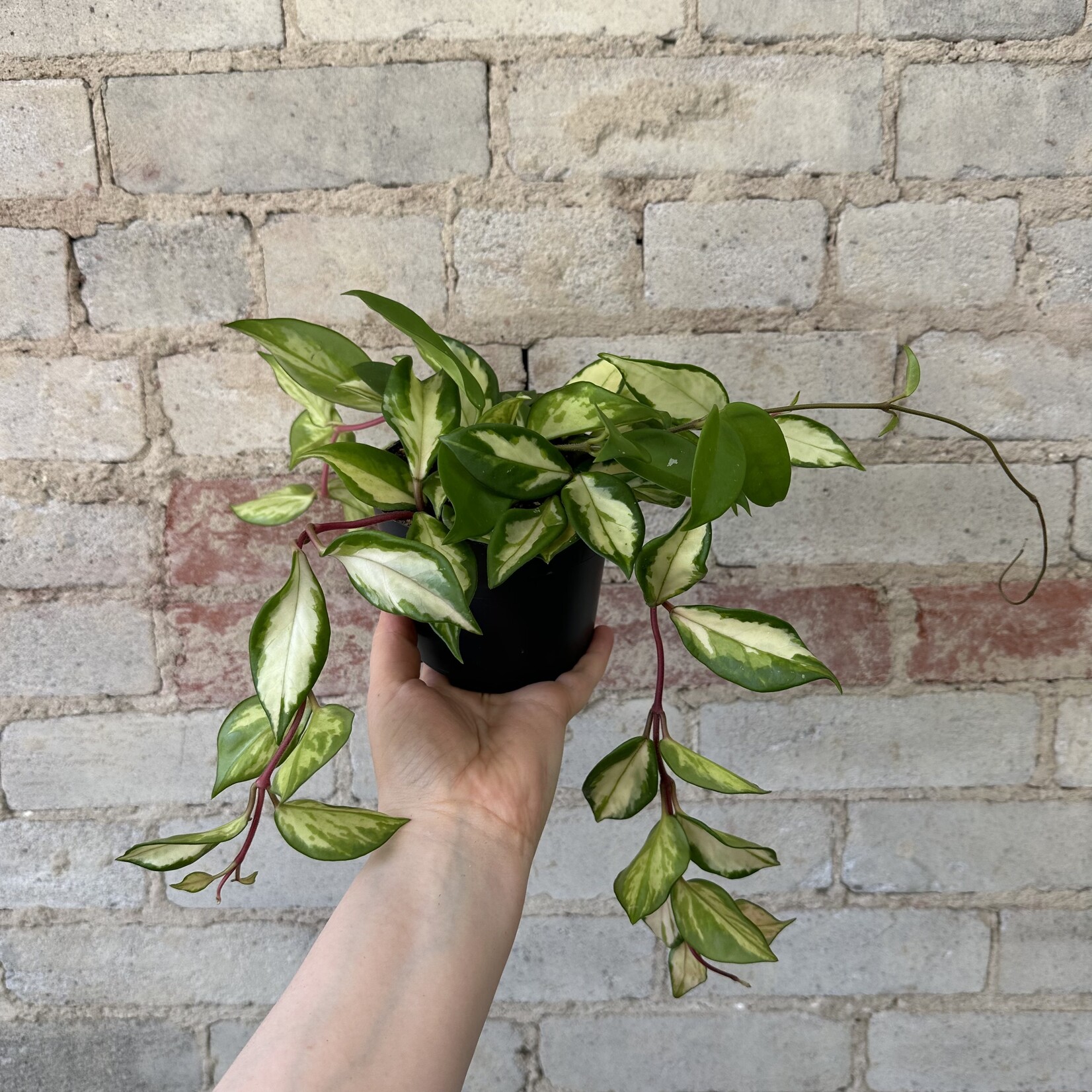 Hoya Carnosa Tricolour 5"
