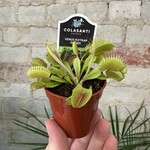 Venus Flytrap 2.25"