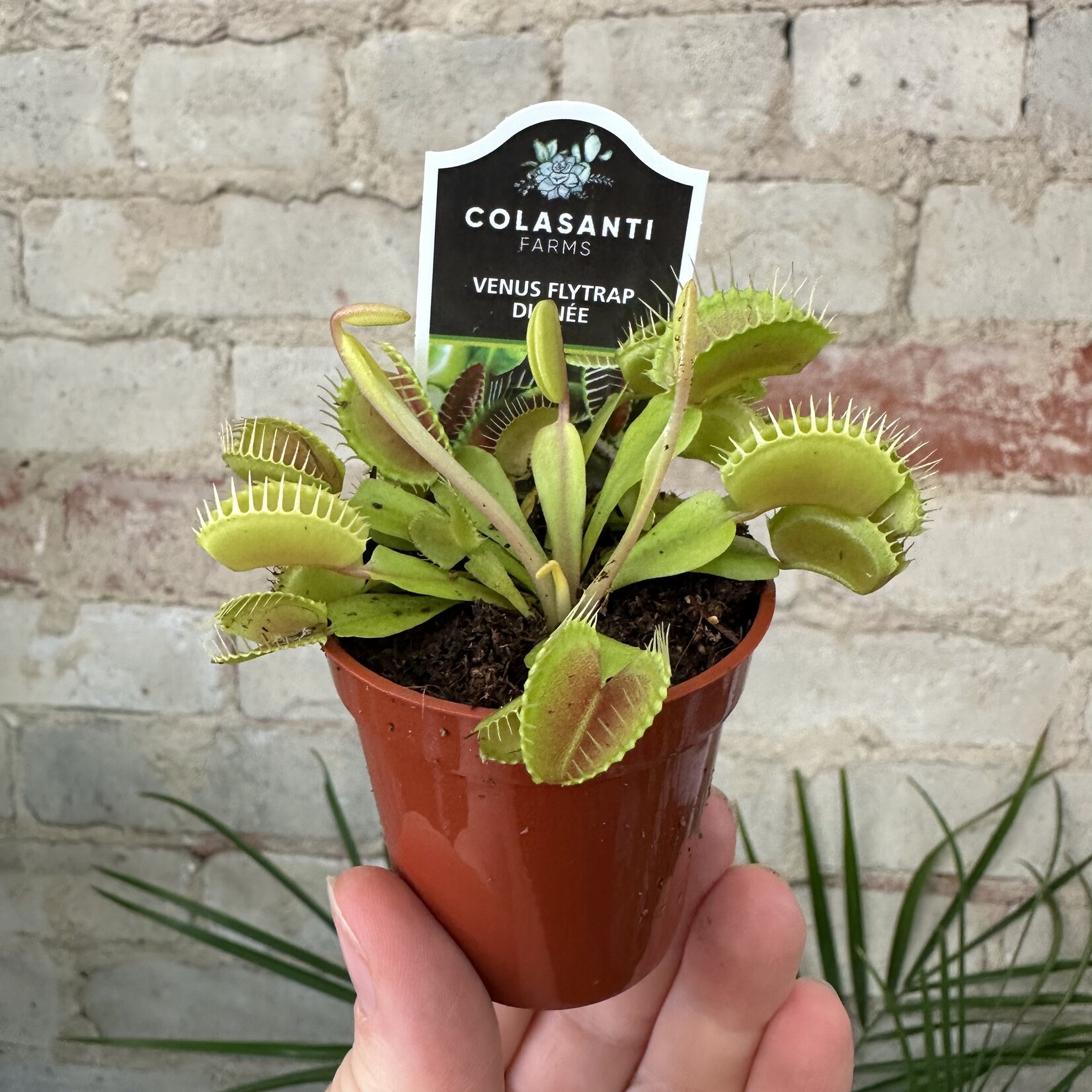 Venus Flytrap 2.25"