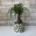 Ponytail Palm 5"