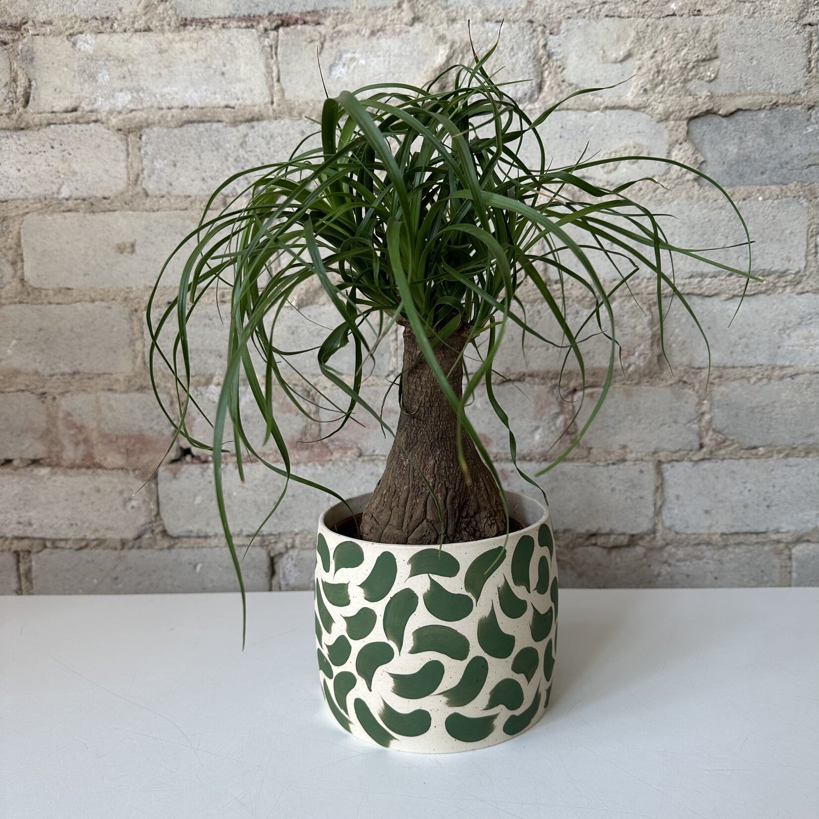 Ponytail Palm 5"