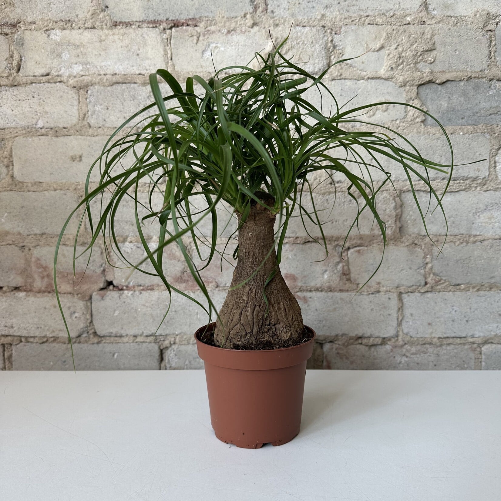 Ponytail Palm 5"