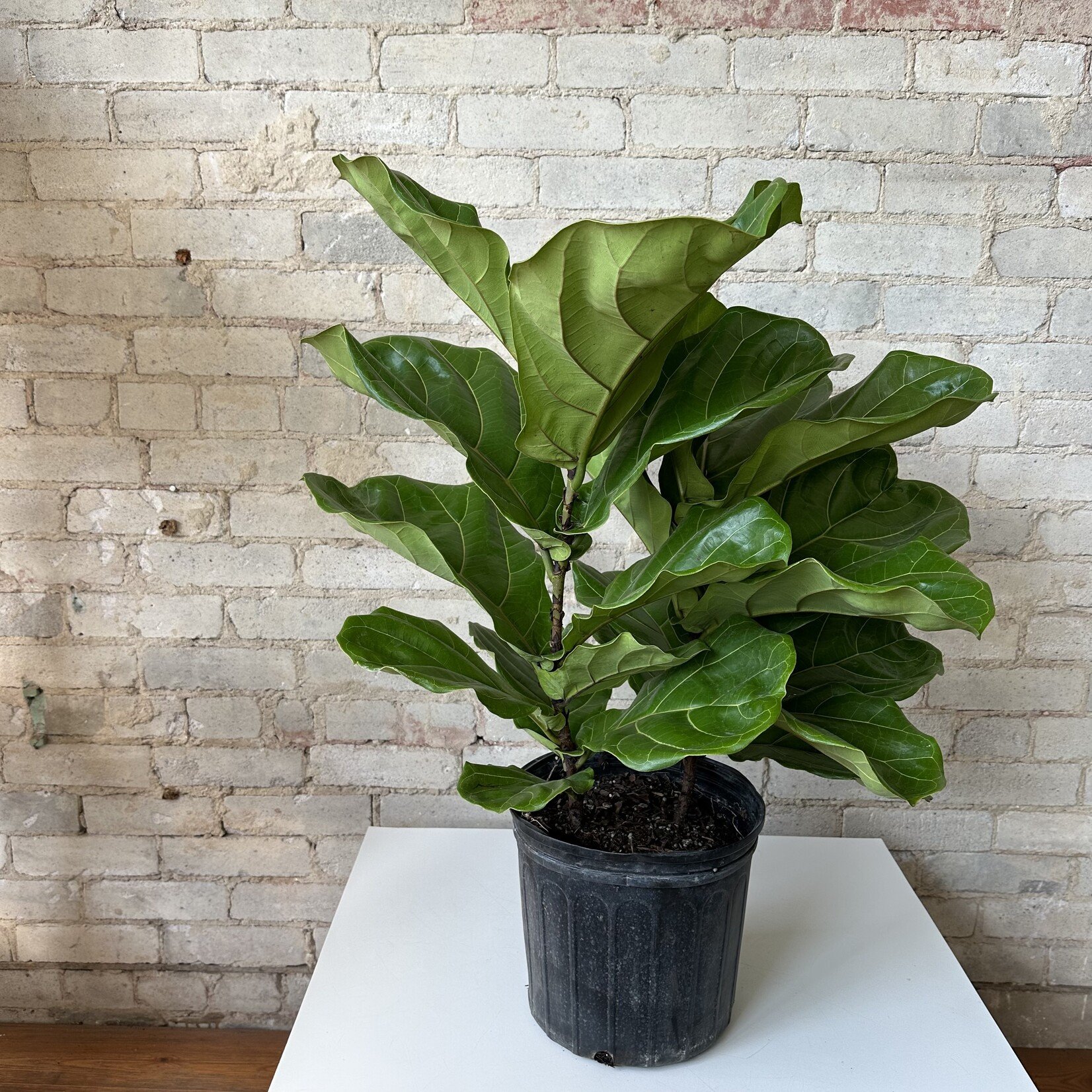 Ficus Lyrata Bush 10"