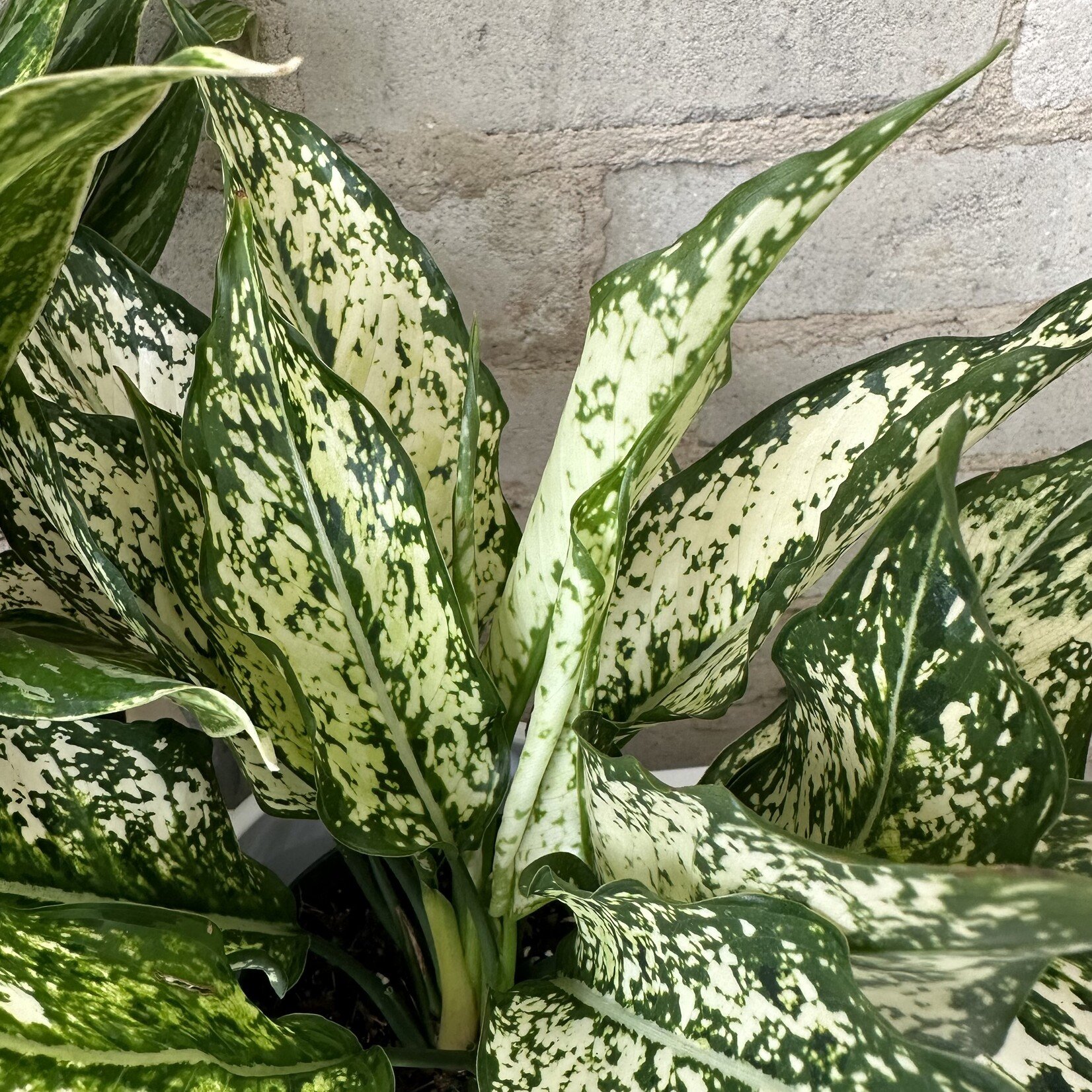 Aglaonema Spring Snow 5"